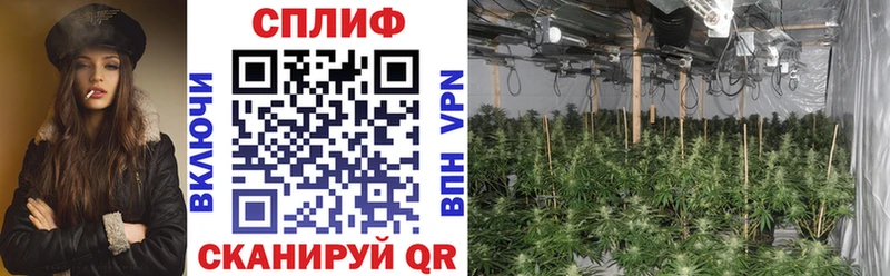 Купить  Няндома  Канабис индика 